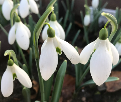 Galanthus 'Seagull'